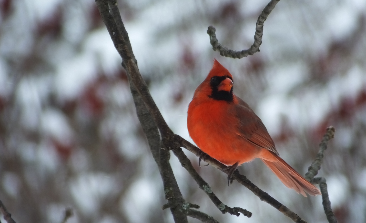 Male Cardinal_EAhlborn