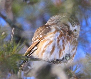Saw-Whet Owl_ASheldon