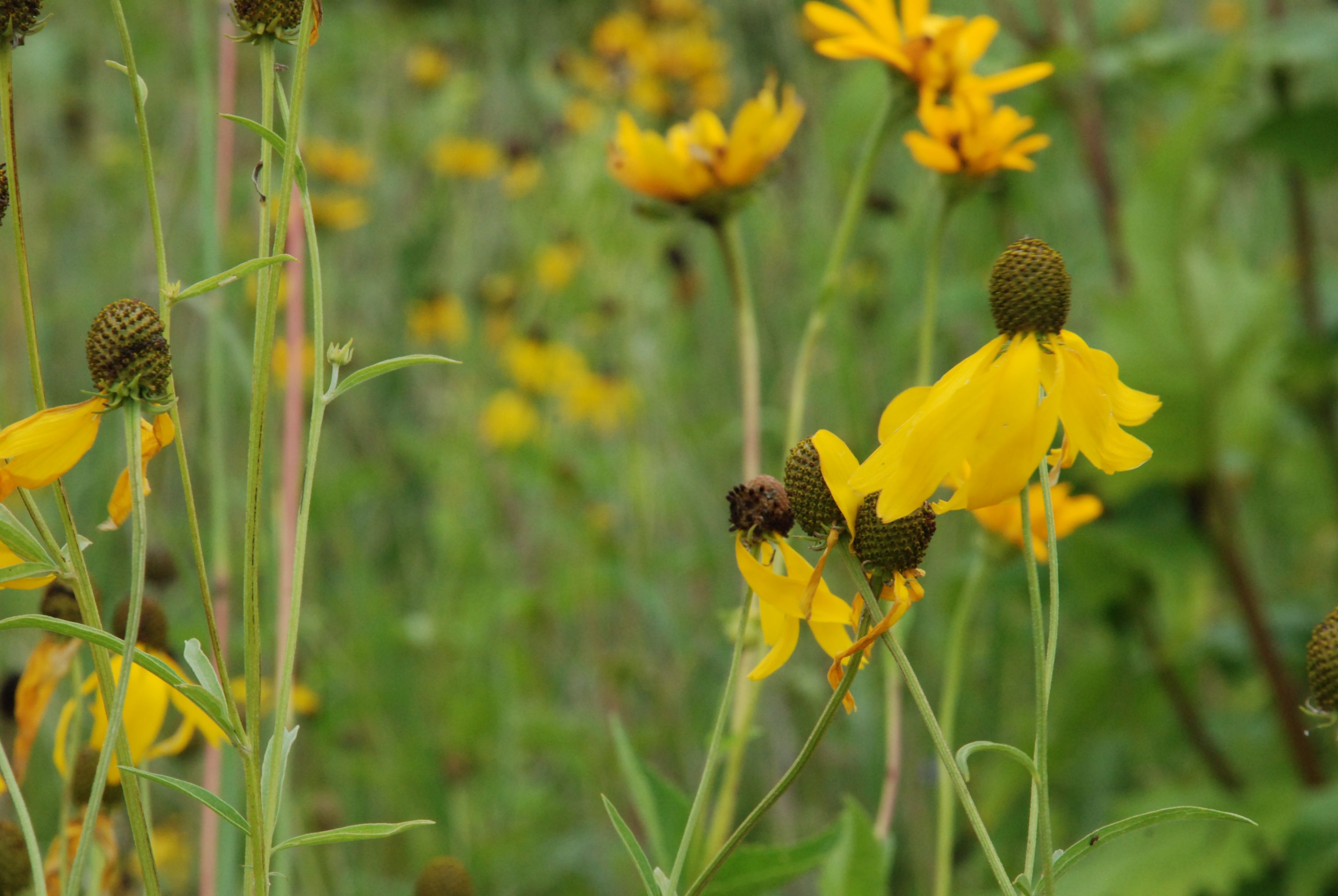YellowConeflower_MWinter
