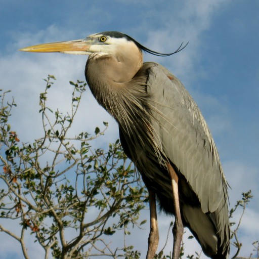 cropped-Heron_Beck-1.jpg