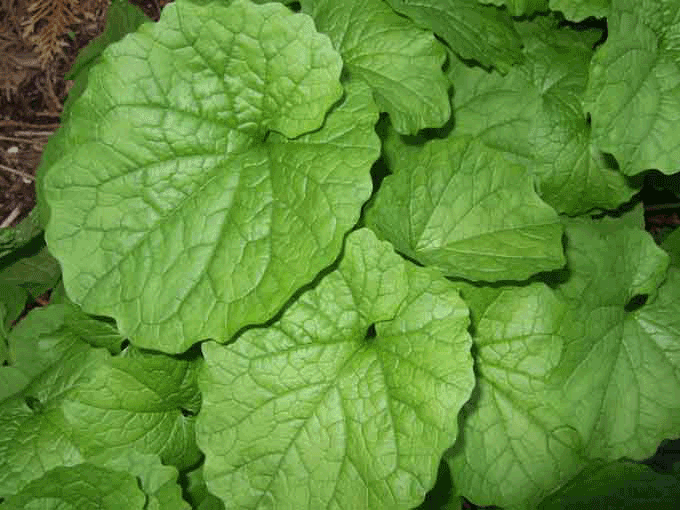 garlic-mustard