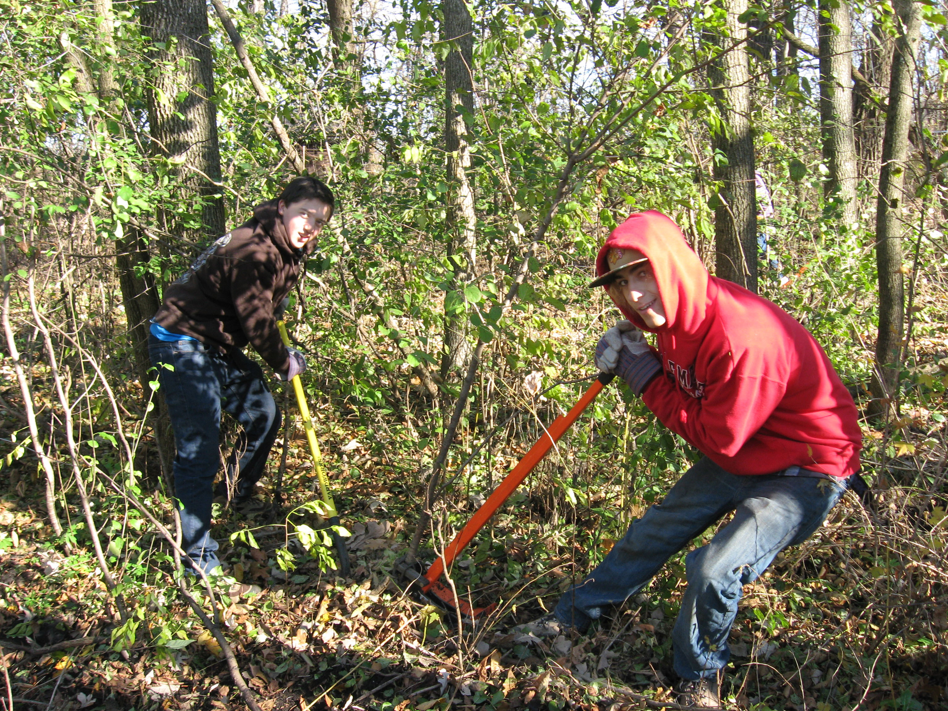 removing-buckthorn
