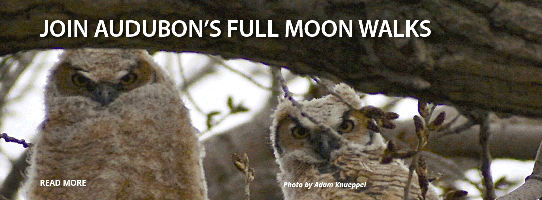 FullMoonWalks21_WebSlide