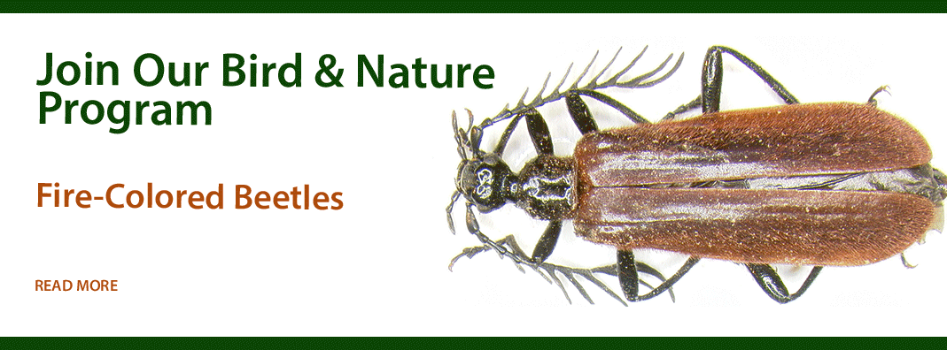 Fire-Beetle-for-Web-Slide